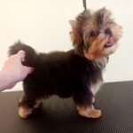 Roxi-female-Yorkshire-Terrier-puppy-for-sale-3