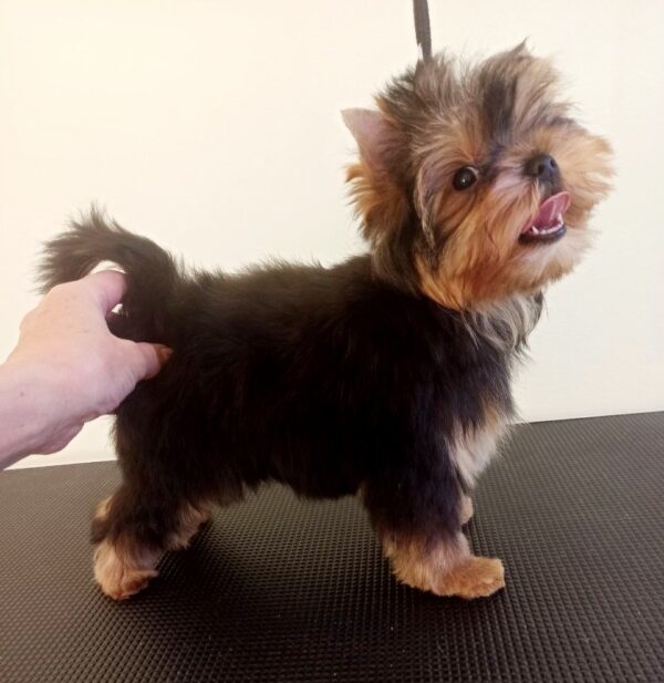Roxi Yorkshire Terrier Roxi Yorkshire Terrier
