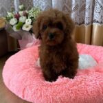 Rubin-male-Poodle-puppy-for-sale-1