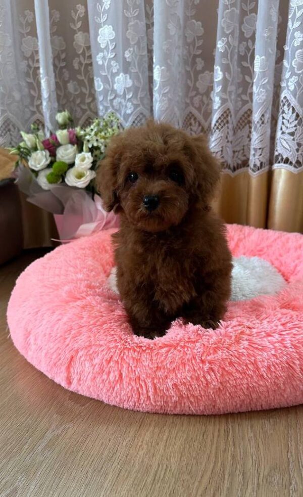Rubin Toy Poodle Rubin Toy Poodle