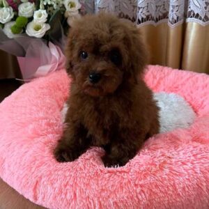 Rubin Toy Poodle Rubin Toy Poodle