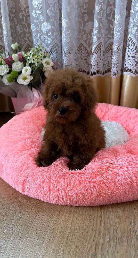 Rubin Toy Poodle Rubin Toy Poodle