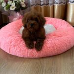 Rubin-male-Poodle-puppy-for-sale-3