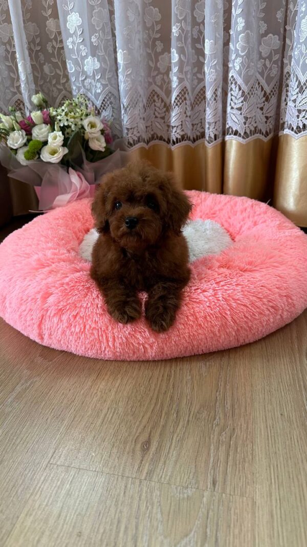Rubin Toy Poodle Rubin Toy Poodle