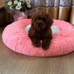 Rubin-male-Poodle-puppy-for-sale-4