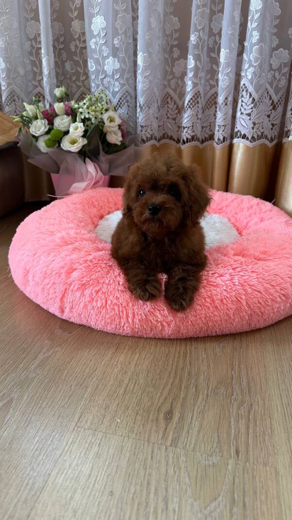Rubin Toy Poodle Rubin Toy Poodle