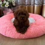 Rubin-male-Poodle-puppy-for-sale-5