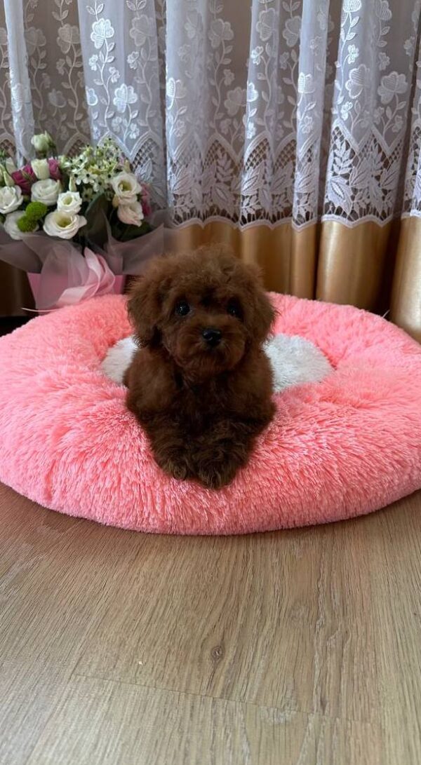Rubin Toy Poodle Rubin Toy Poodle