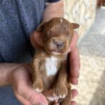 Rue female Cavapoo puppy for sale