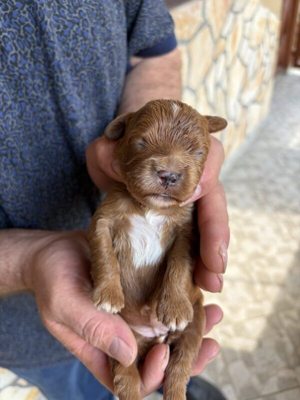 Rue Cavapoo Rue Cavapoo