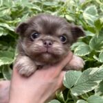Santino-male-Chihuahua-puppy-for sale-1