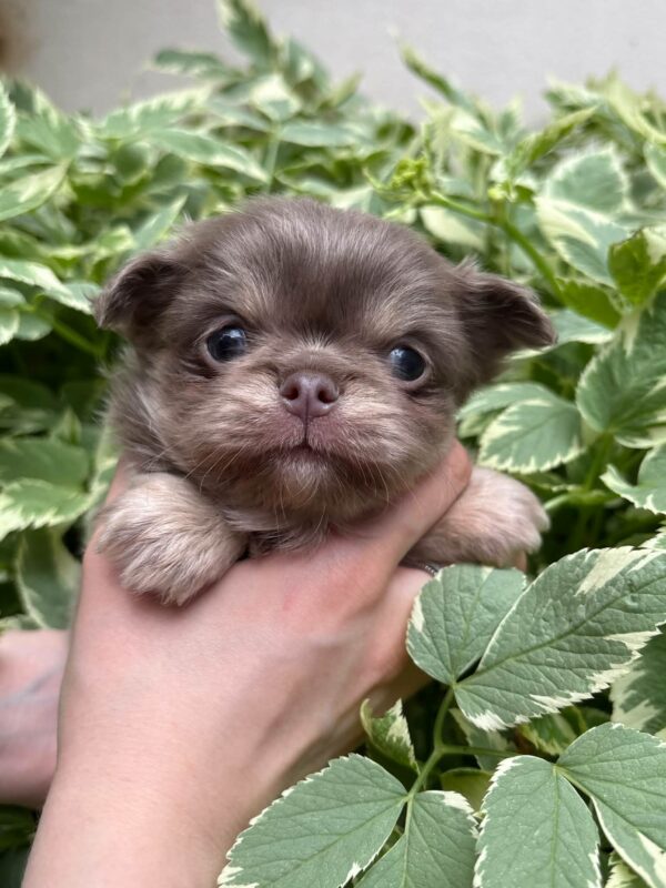 Santino Chihuahua Santino Chihuahua