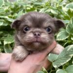 Santino-male-Chihuahua-puppy-for sale-2