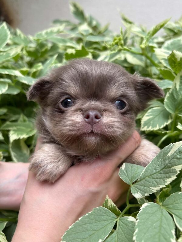 Santino Chihuahua Santino Chihuahua
