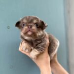 Santino-male-Chihuahua-puppy-for sale-3