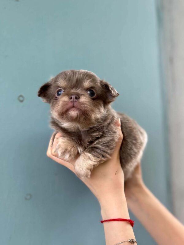 Santino Chihuahua Santino Chihuahua