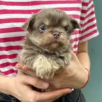 Santino-male-Chihuahua-puppy-for sale-4
