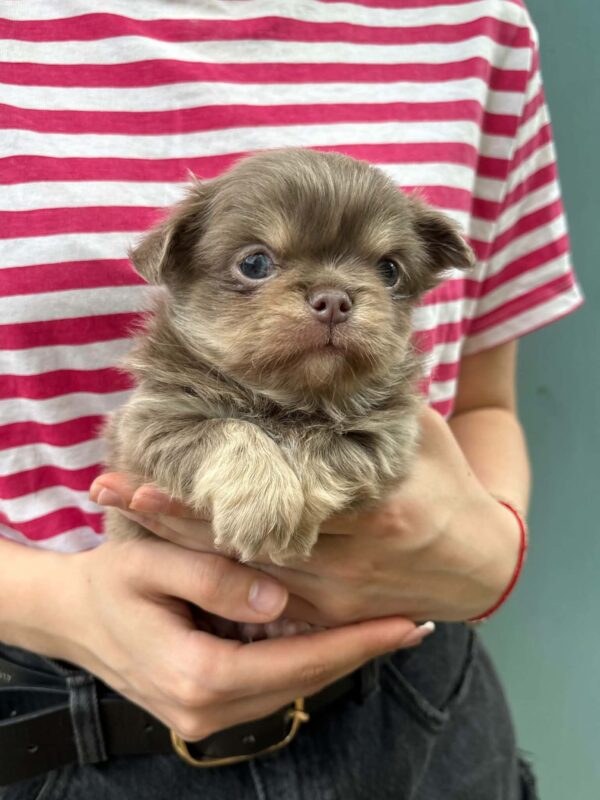 Santino Chihuahua Santino Chihuahua