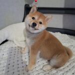 Semur-male-Shiba-Inu-puppy-for-sale-1 (1)(1)