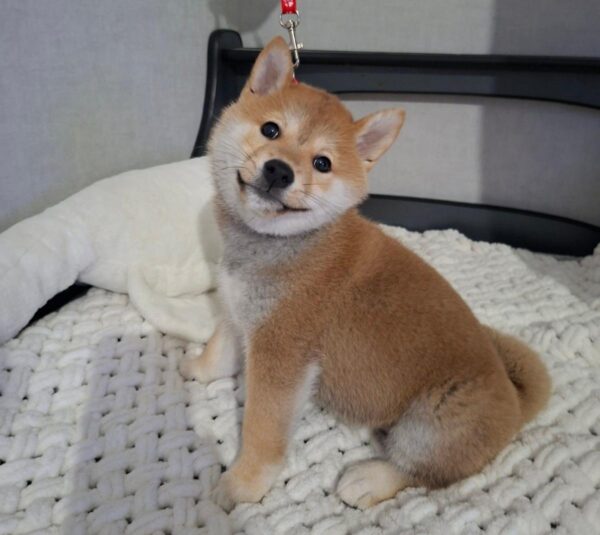 Semur Shiba Inu Semur Shiba Inu
