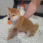 Semur-male-Shiba-Inu-puppy-for-sale-1 (2)(1)