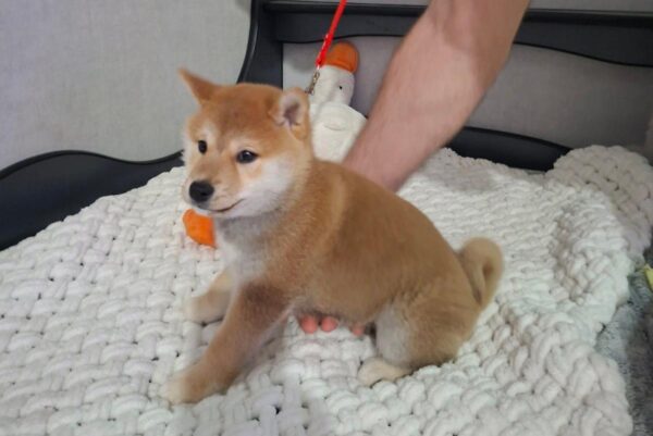 Semur Shiba Inu Semur Shiba Inu