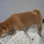 Semur-male-Shiba-Inu-puppy-for-sale-1 (3)(1)