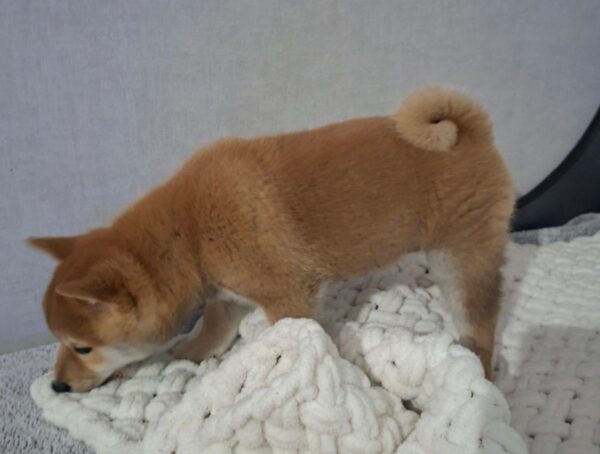 Semur Shiba Inu Semur Shiba Inu