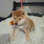Semur-male-Shiba-Inu-puppy-for-sale-1 (4)(1)