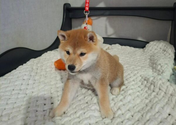 Semur Shiba Inu Semur Shiba Inu