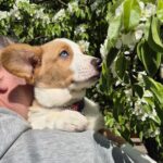 Seolla-female-Welsh-Corgi-puppy-for-sale-1