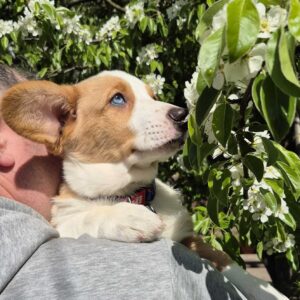 Seolla Welsh Corgi Seolla Welsh Corgi