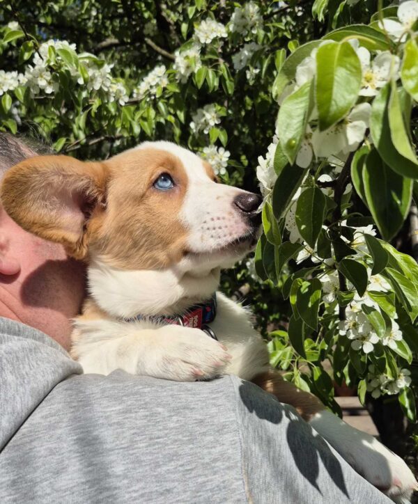 Seolla Welsh Corgi Seolla Welsh Corgi