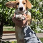 Seolla-female-Welsh-Corgi-puppy-for-sale-2