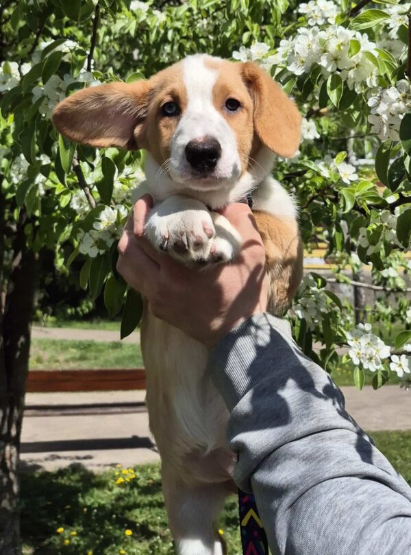 Seolla Welsh Corgi Seolla Welsh Corgi