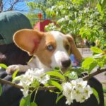 Seolla-female-Welsh-Corgi-puppy-for-sale-3