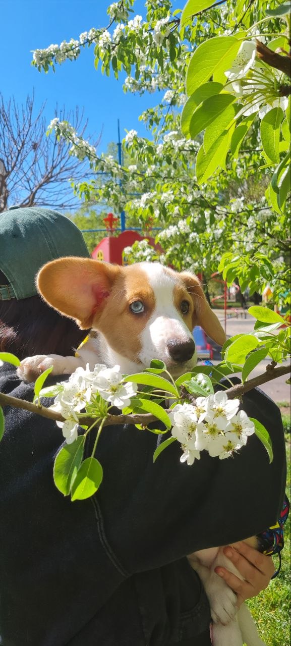 Seolla Welsh Corgi Seolla Welsh Corgi