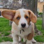 Seolla-female-Welsh-Corgi-puppy-for-sale-4