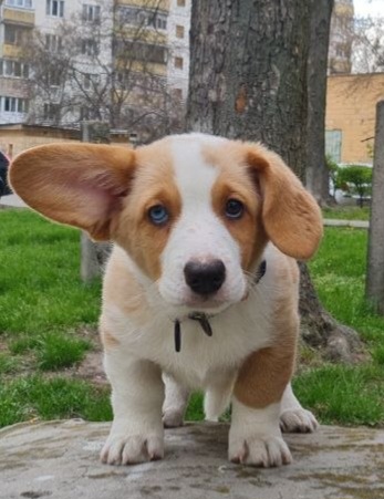 Seolla Welsh Corgi Seolla Welsh Corgi