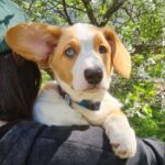 Seolla-female-Welsh-Corgi-puppy-for-sale-5