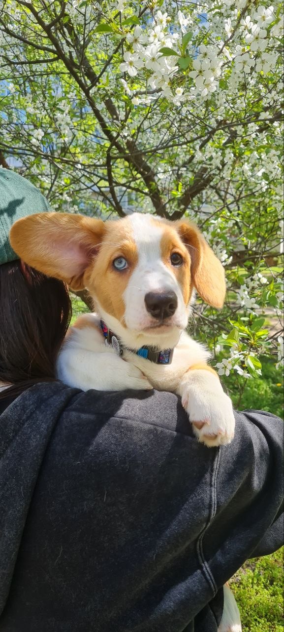 Seolla Welsh Corgi Seolla Welsh Corgi