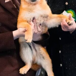 Sollan Shiba Inu Sollan Shiba Inu