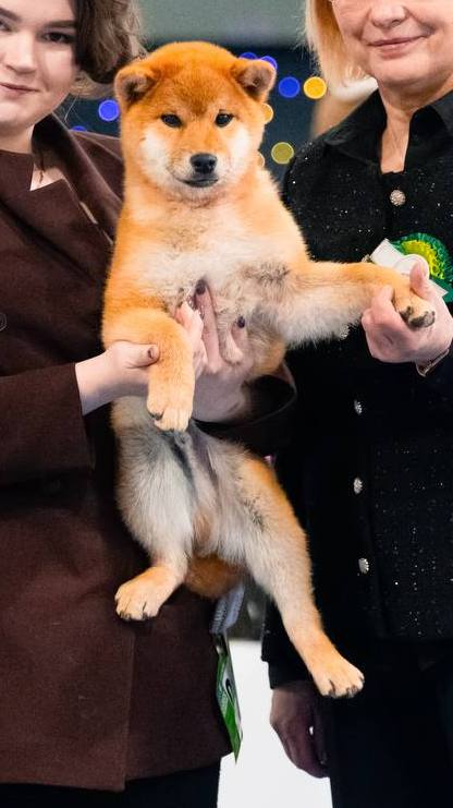 Sollan Shiba Inu Sollan Shiba Inu