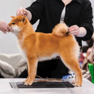 Sollan Shiba Inu Sollan Shiba Inu