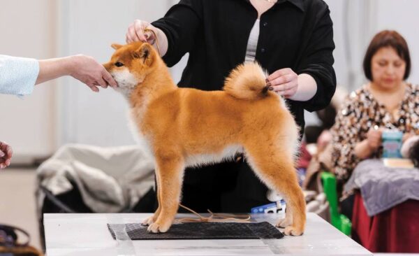 Sollan Shiba Inu Sollan Shiba Inu