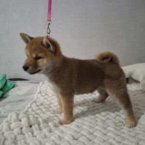 Sparta Shiba Inu Sparta Shiba Inu