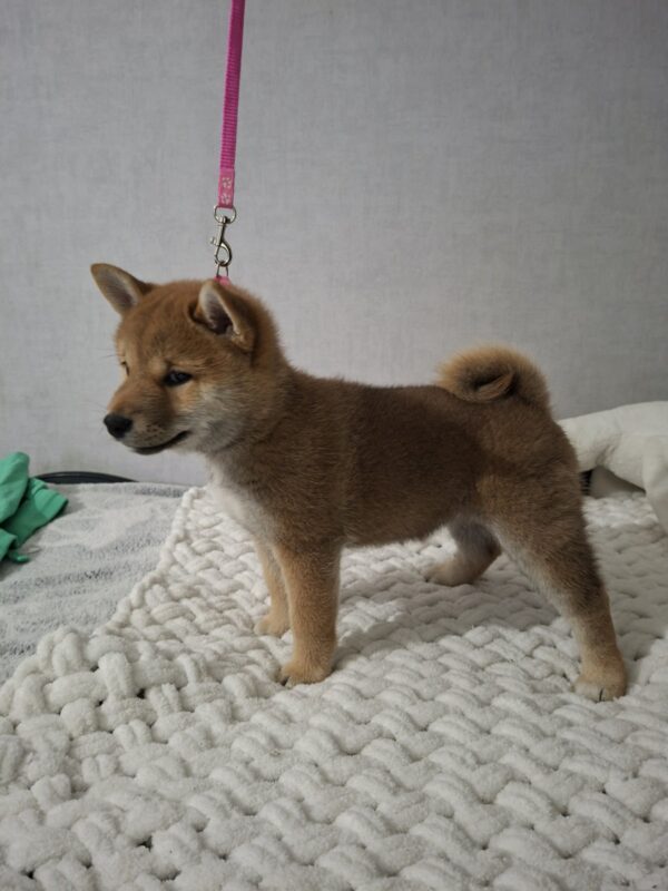 Sparta Shiba Inu Sparta Shiba Inu