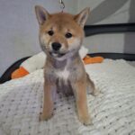 Sparta-female-Shiba-Inu-puppy-for-sale-1 (2)