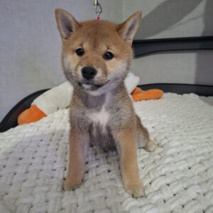 Sparta Shiba Inu Sparta Shiba Inu