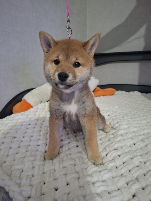 Sparta Shiba Inu Sparta Shiba Inu